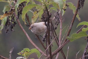 Albino Ground Finch