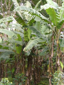 Banana Trees