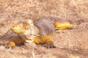 "Dragon" (Land Iguana)