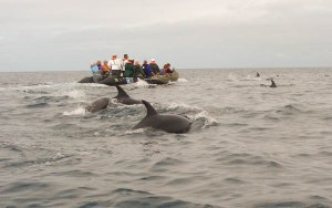 Dolphins near the Zodiacs
