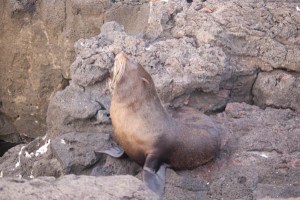DoubleFurredSeaLion Galápagos Fur Seal