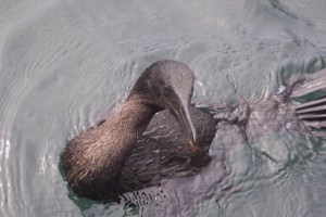 Flightless Cormorant