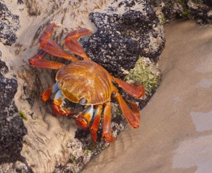 Crab on Floreana