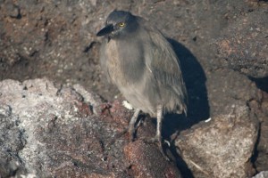 Lava Heron