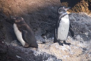 Galápagos Penguins