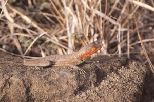 SantiagoLavaLizard Santiago Lava Lizard