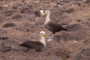 Waved Albatrosses