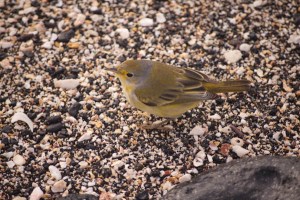 YellowWarbler Yellow Warbler