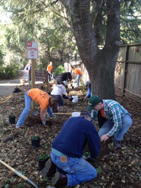 Planting at Redwood Grove
