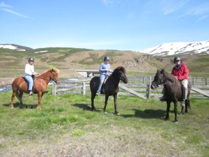 On the Icelandic horses