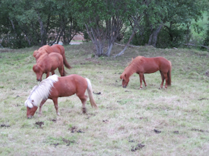 Icelandic horses outside our cabin