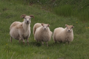 The attractive and ubiquitous sheep