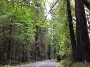 Avenue of the Giants