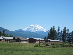 Mt. Rainier